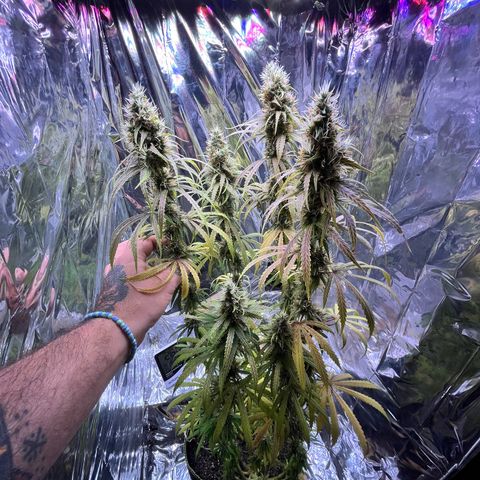Preenseeds 2 geração  growlog timeline photo