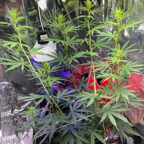 Preenseeds 2 geração  growlog timeline photo