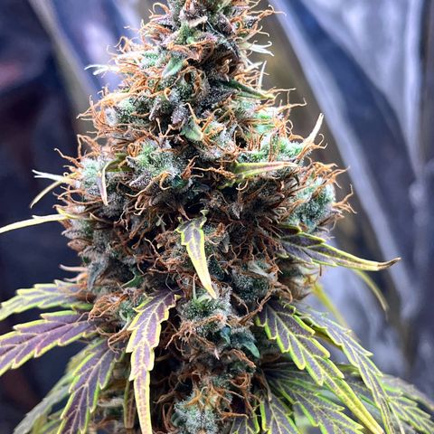 Preenseeds 2 geração  growlog timeline photo