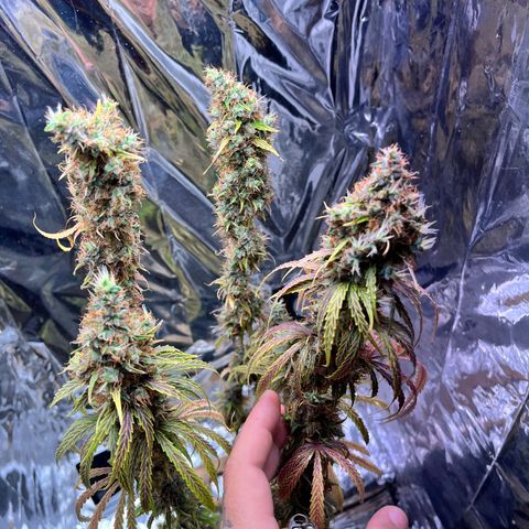 Preenseeds 2 geração  growlog timeline photo