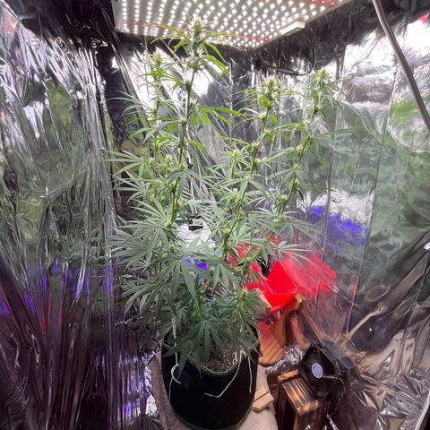 Preenseeds 2 geração  growlog timeline photo