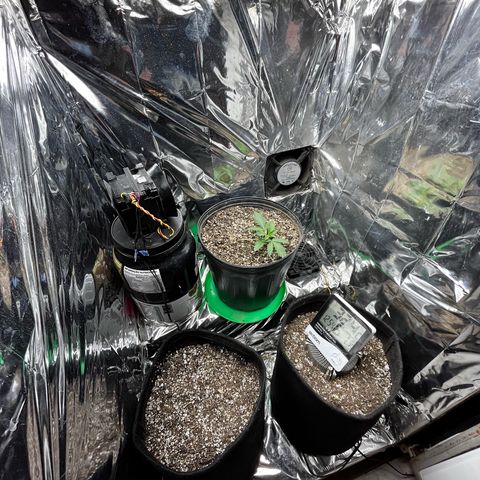 Preenseeds 2 geração  growlog timeline photo