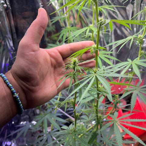Preenseeds 2 geração  growlog timeline photo