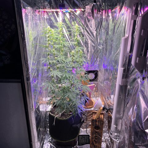 Preenseeds 2 geração  growlog timeline photo