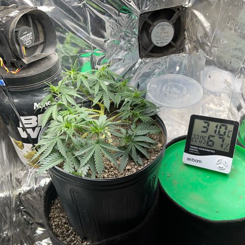 Preenseeds 2 geração  growlog timeline photo
