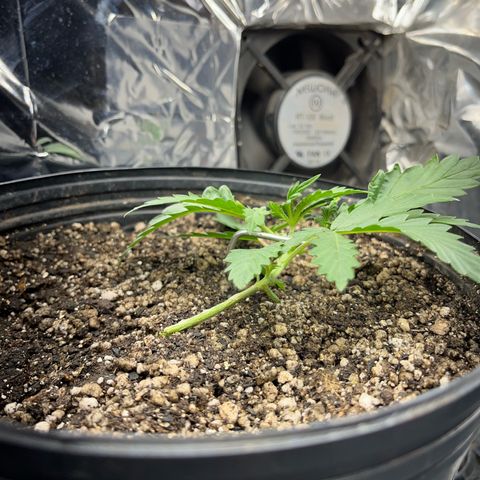 Preenseeds 2 geração  growlog timeline photo