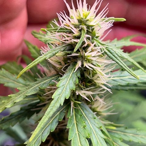Preenseeds 2 geração  growlog timeline photo