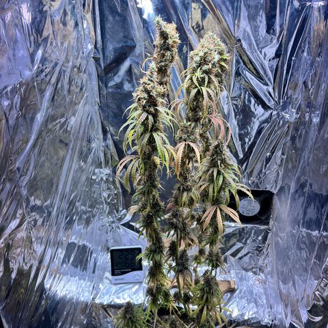 Preenseeds 2 geração  growlog timeline photo