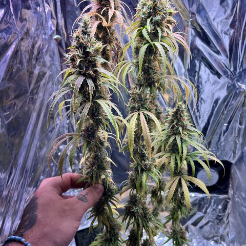 Preenseeds 2 geração  growlog timeline photo