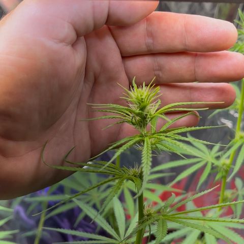 Preenseeds 2 geração  growlog timeline photo