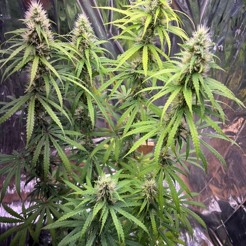 Preenseeds 2 geração  growlog timeline photo
