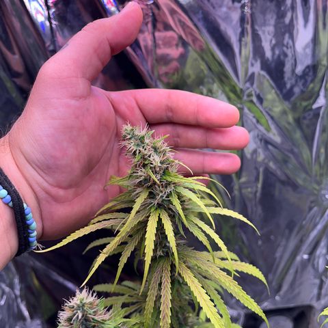 Preenseeds 2 geração  growlog timeline photo