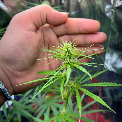 Preenseeds 2 geração  growlog timeline photo