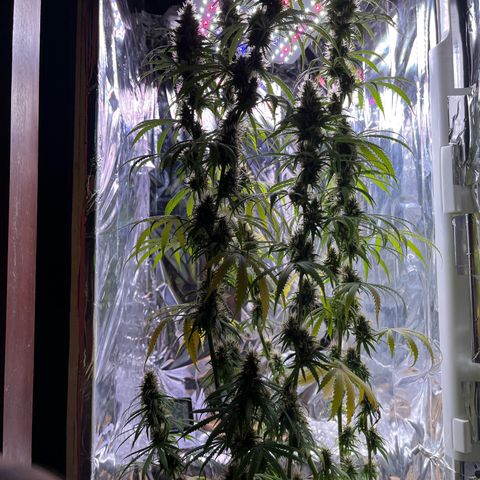 Preenseeds 2 geração  growlog timeline photo