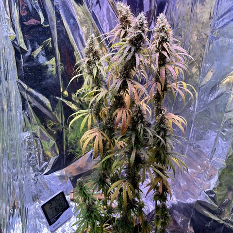 Preenseeds 2 geração  growlog timeline photo