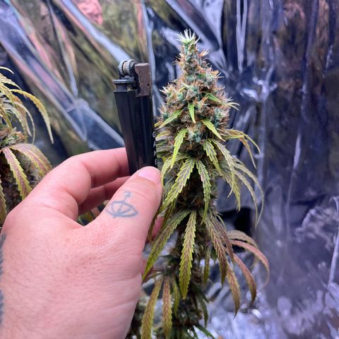 Preenseeds 2 geração  growlog timeline photo