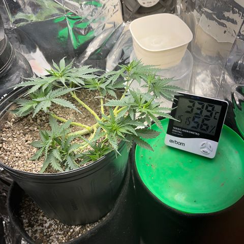 Preenseeds 2 geração  growlog timeline photo