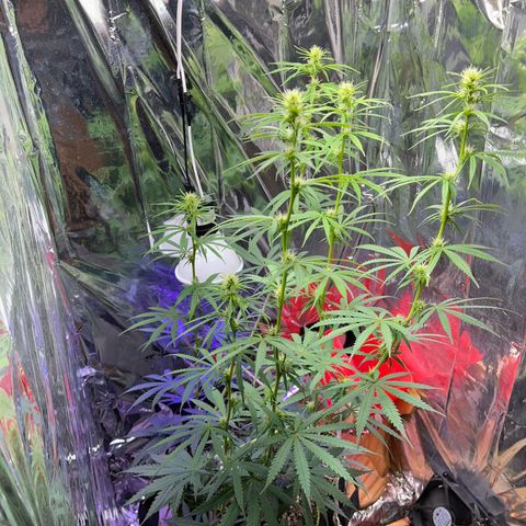 Preenseeds 2 geração  growlog timeline photo