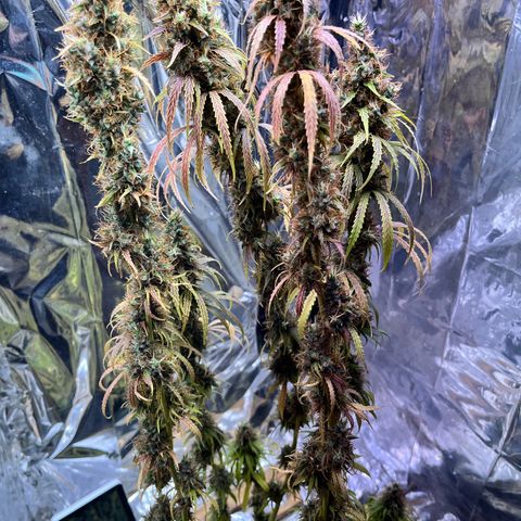 Preenseeds 2 geração  growlog timeline photo
