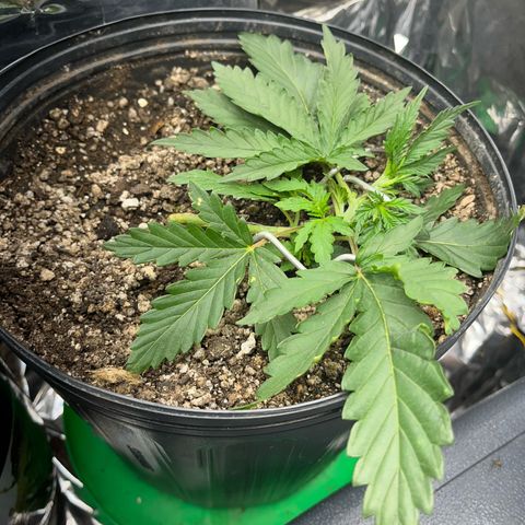 Preenseeds 2 geração  growlog timeline photo