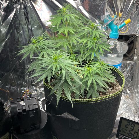 Preenseeds 2 geração  growlog timeline photo