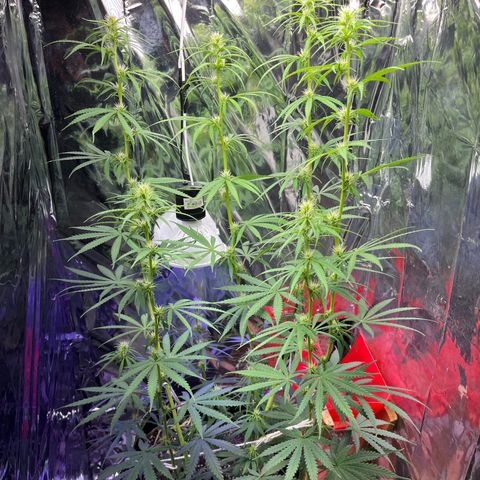 Preenseeds 2 geração  growlog timeline photo