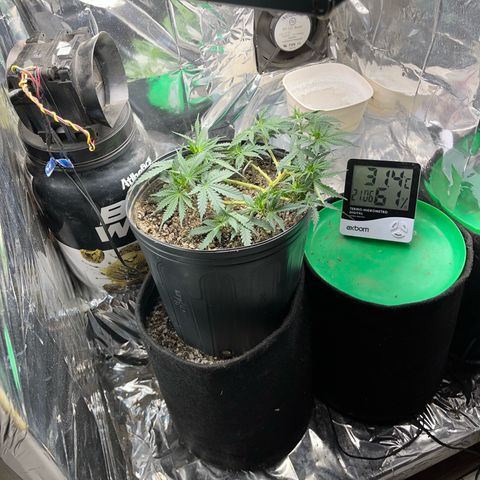 Preenseeds 2 geração  growlog timeline photo