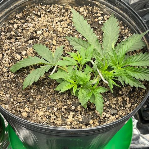 Preenseeds 2 geração  growlog timeline photo