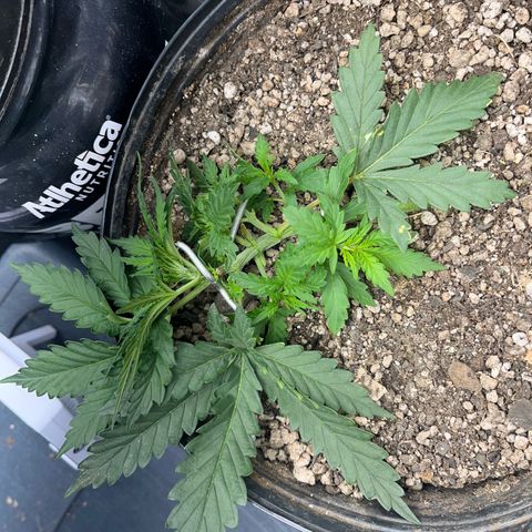 Preenseeds 2 geração  growlog timeline photo