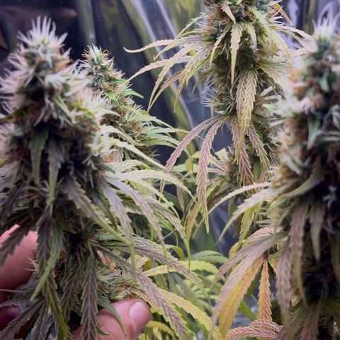 Preenseeds 2 geração  growlog timeline photo