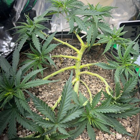 Preenseeds 2 geração  growlog timeline photo