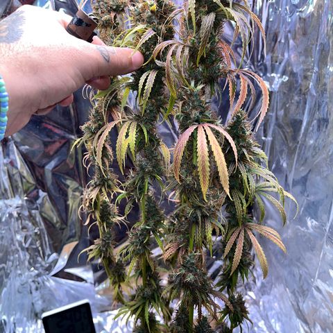 Preenseeds 2 geração  growlog timeline photo