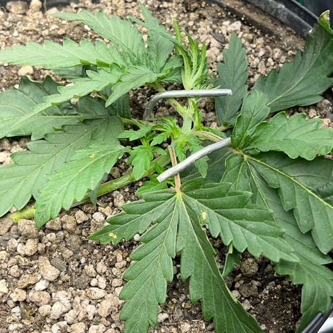 Preenseeds 2 geração  growlog timeline photo
