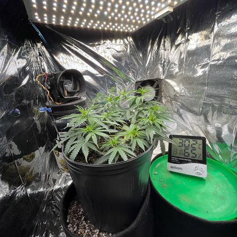 Preenseeds 2 geração  growlog timeline photo