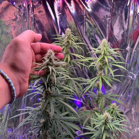 Preenseeds 2 geração  growlog timeline photo