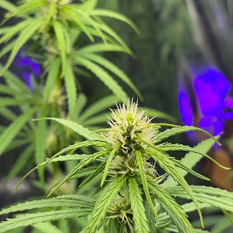Preenseeds 2 geração  growlog timeline photo