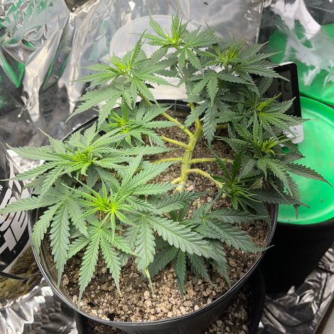 Preenseeds 2 geração  growlog timeline photo