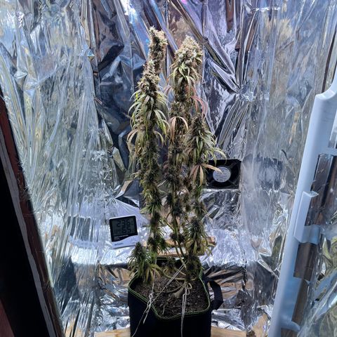Preenseeds 2 geração  growlog timeline photo