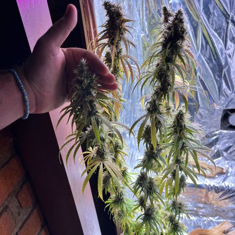 Preenseeds 2 geração  growlog timeline photo