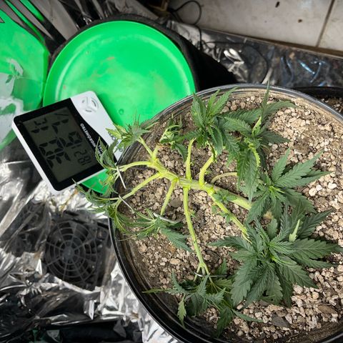 Preenseeds 2 geração  growlog timeline photo