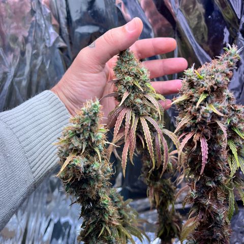 Preenseeds 2 geração  growlog timeline photo
