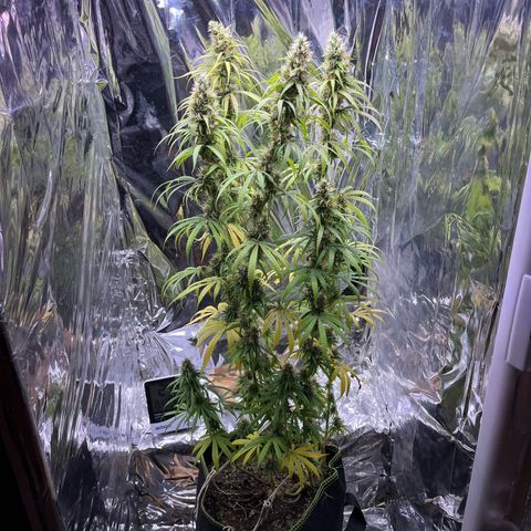 Preenseeds 2 geração  growlog timeline photo