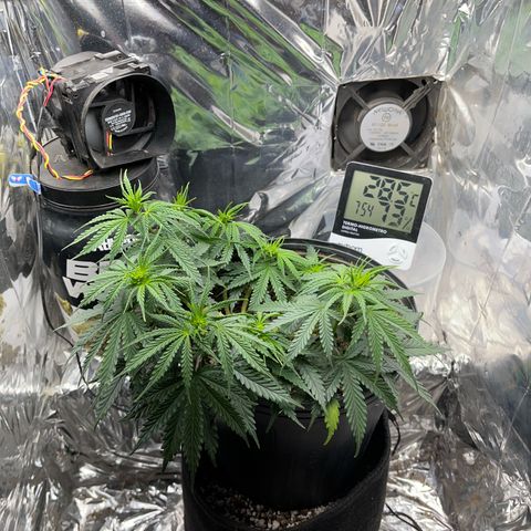 Preenseeds 2 geração  growlog timeline photo