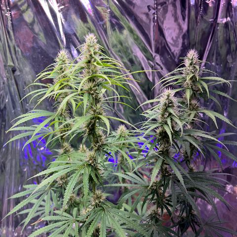 Preenseeds 2 geração  growlog timeline photo