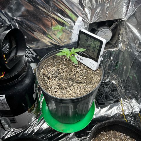 Preenseeds 2 geração  growlog timeline photo
