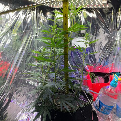 Preenseeds 2 geração  growlog timeline photo