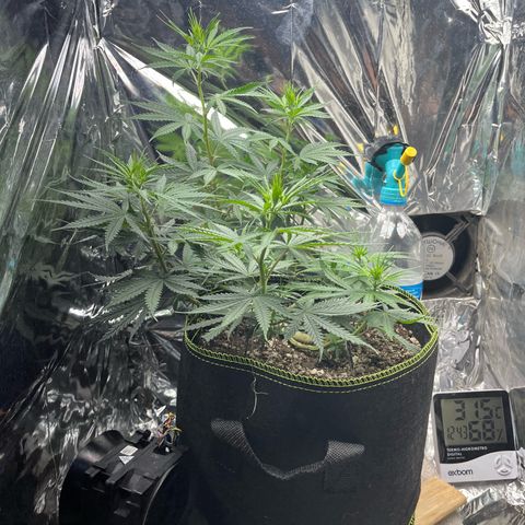 Preenseeds 2 geração  growlog timeline photo
