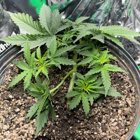 Preenseeds 2 geração  growlog timeline photo