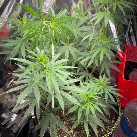 Preenseeds 2 geração  growlog timeline photo