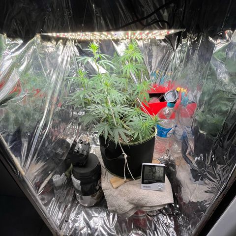 Preenseeds 2 geração  growlog timeline photo
